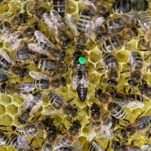 Bienenpatenschaften für Privatpersonen und Unternehmen